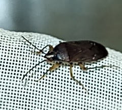 Heteroptera