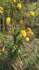 Oenothera glazioviana