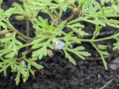 Leucospora multifida