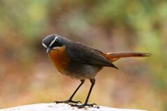 Cossypha caffra caffra