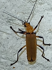 Chauliognathus cinguliventris