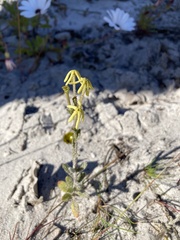 Lyperia tristis