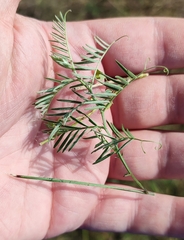Vicia tenuifolia