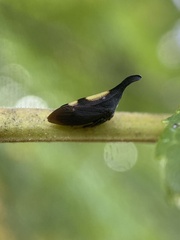 Enchenopa binotata