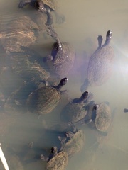 Emydura macquarii