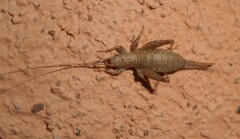 Arachnocephalus vestitus