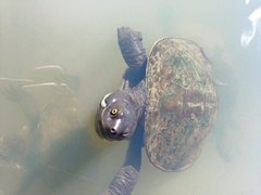 Emydura macquarii