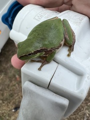 Hyla arborea