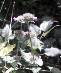 Clinopodium vulgare