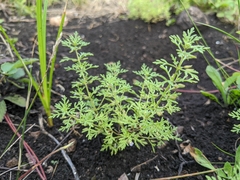 Leucospora multifida