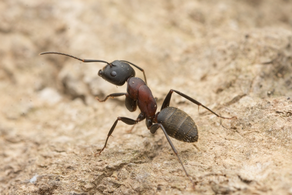 Camponotus atrox
