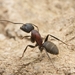 Camponotus atrox - Photo (c) Jonghyun Park, some rights reserved (CC BY), uploaded by Jonghyun Park
