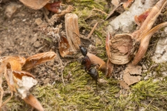 Camponotus atrox