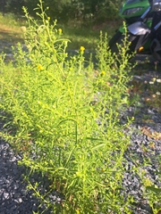 Dittrichia graveolens