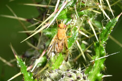 Xyphosia miliaria