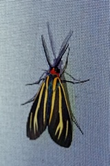 Ctenucha venosa