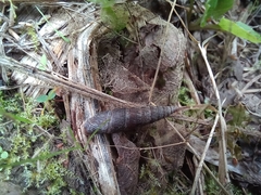 Macrogastra ventricosa