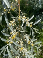 Elaeagnus
