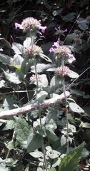 Clinopodium vulgare