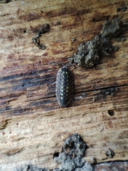 Porcellio spinicornis