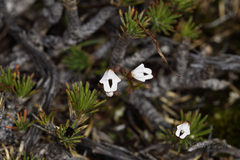 Stylidium