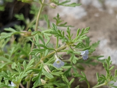 Leucospora multifida