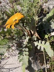 Arctotis breviscapa