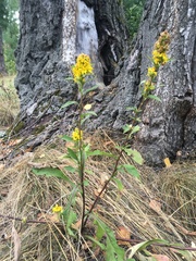 Solidago