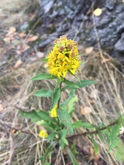 Solidago