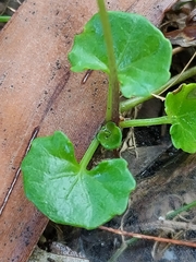 Viola hederacea