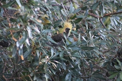 Anthochaera chrysoptera