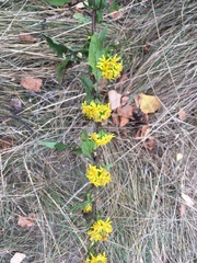 Solidago