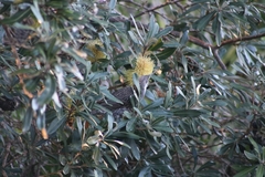 Anthochaera chrysoptera