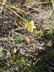 Roepera spinosa