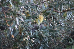 Anthochaera chrysoptera