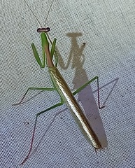 Stagmomantis nahua
