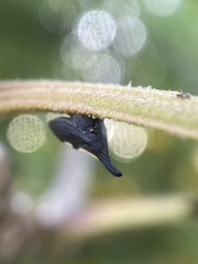 Enchenopa binotata