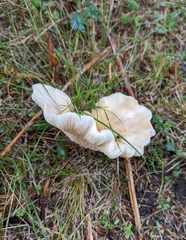 Omphalotus nidiformis