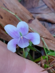 Viola hederacea