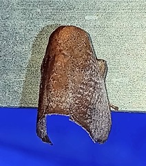 Limacodidae