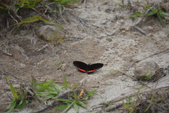 Biblis