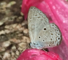 Celastrina lavendularis