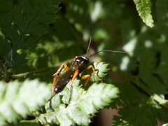 Pimpla rufipes