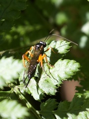 Pimpla rufipes