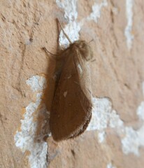 Pharmacis aemilianus