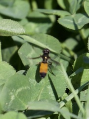 Pyrophaena granditarsis