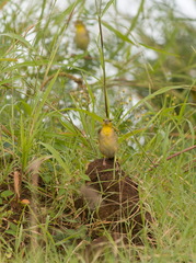 Ploceus cucullatus
