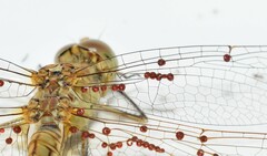 Arrenurus