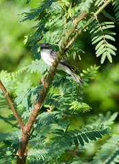 Tyrannus dominicensis