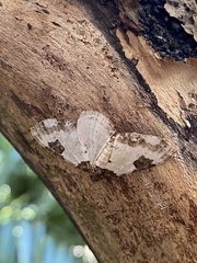 Melanthia procellata